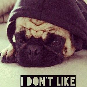 Meet your Posher, Steve